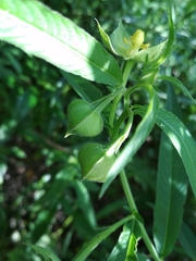 Ludwigia bonariensis