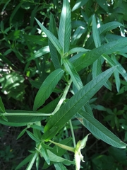 Ludwigia bonariensis