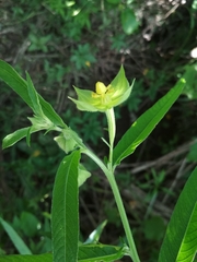 Ludwigia bonariensis