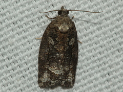 Thrincophora signigerana