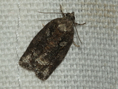 Thrincophora signigerana