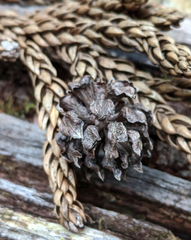 Athrotaxis selaginoides