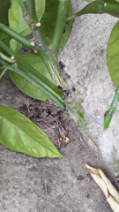 Insecta
