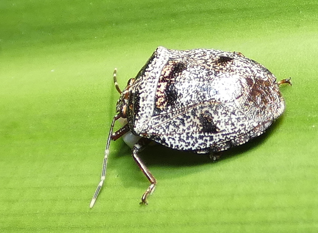 Antiteuchus mixtus