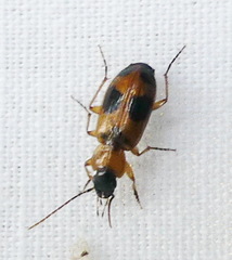Badister neopulchellus