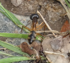 Camponotus substitutus