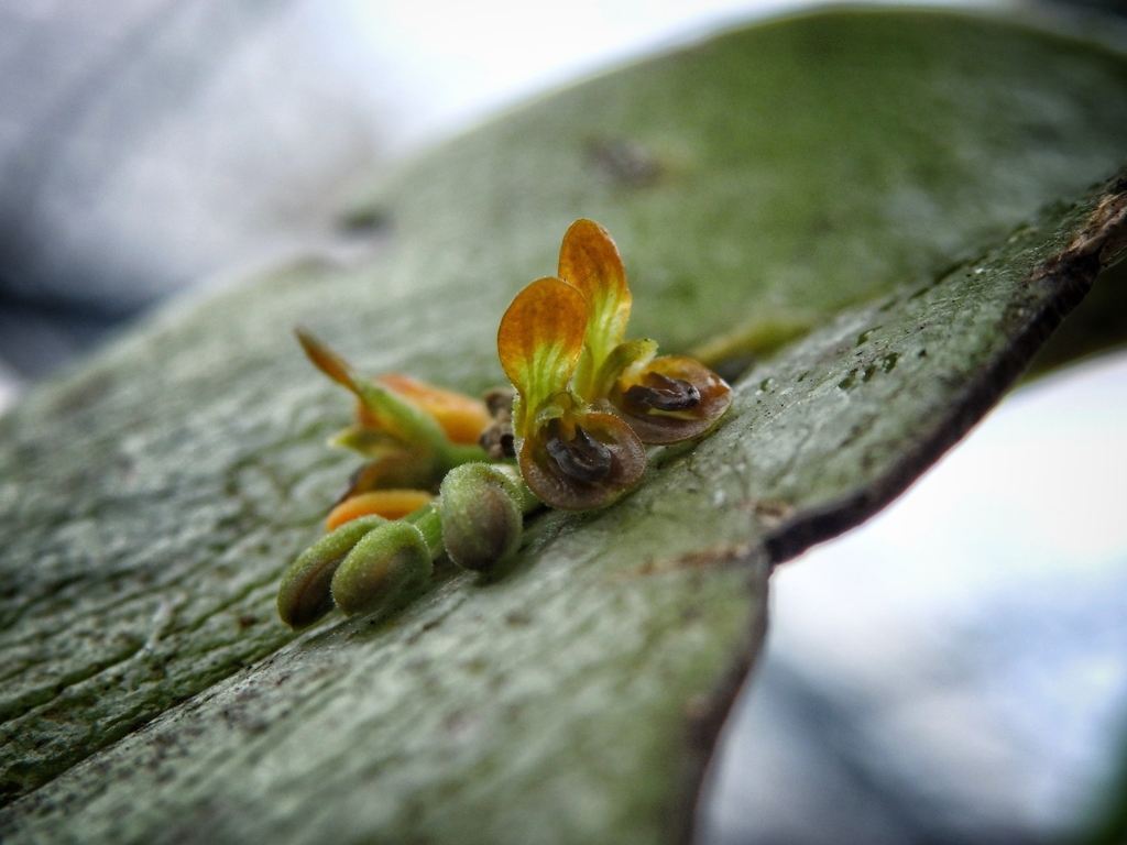 Acianthera circumplexa