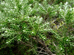 Brachyglottis cassinioides