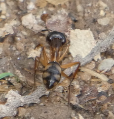 Camponotus substitutus