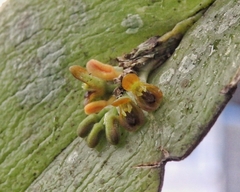 Acianthera circumplexa