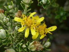 Brachyglottis cassinioides