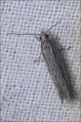 Holocola melanographa