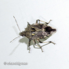 Eocanthecona furcellata