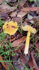 Hygrocybe