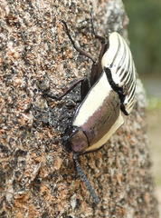 Chalcolepidius zonatus