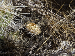 Opuntia polyacantha polyacantha