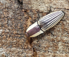 Chalcolepidius zonatus