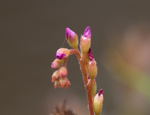 Drosera spatulata