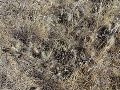Opuntia polyacantha polyacantha