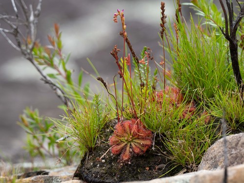 Drosera spatulata