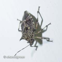 Eocanthecona furcellata