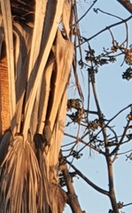 Melanerpes uropygialis