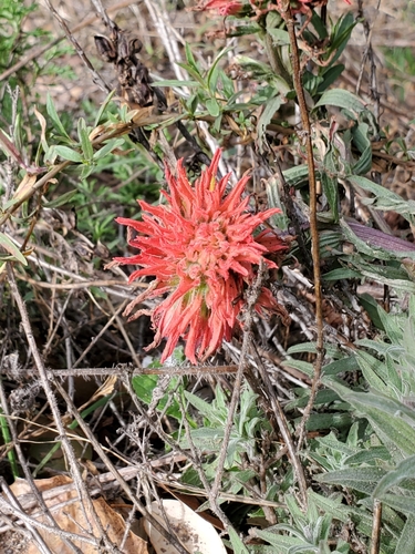 Coast Indian paintbrush (Castilleja affinis)