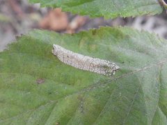 Phyllonorycter obscuricostella