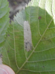 Phyllonorycter obscuricostella