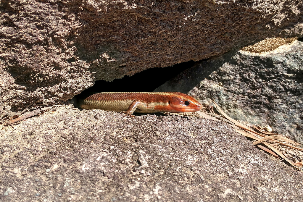 Four-Striped Skink