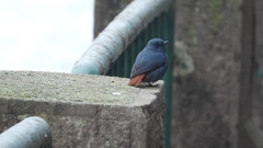 Phoenicurus fuliginosus