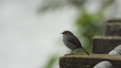 Phoenicurus fuliginosus