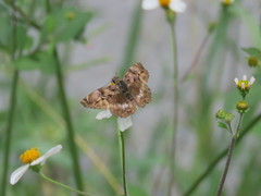Noctuana lactifera