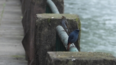 Phoenicurus fuliginosus