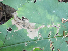 Scrobipalpula manierreorum