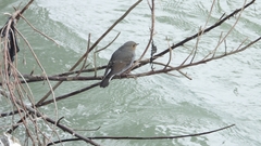 Phoenicurus fuliginosus