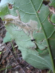 Scrobipalpula manierreorum