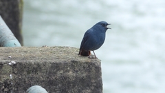 Phoenicurus fuliginosus