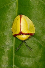 Paraselenis normalis