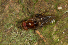 Copestylum chalybescens