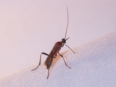 Braconidae