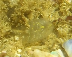Ciona intestinalis