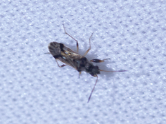 Pseudopachybrachius vinctus