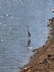 Ardea alba
