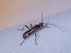 Braconidae