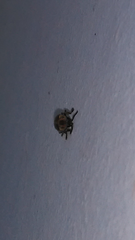 Photinus signaticollis