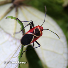 Dysdercus decussatus