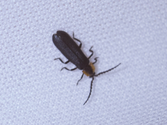 Coleoptera