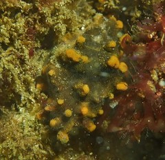 Celleporina