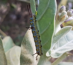 Danaus chrysippus